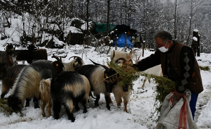 Artvin'de yaylacılar kar yağışı üzerine köylere dönmeye başladı