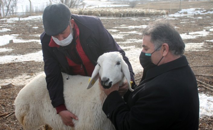 Bayburt'ta 4 çiftçiye 400 koyun verildi