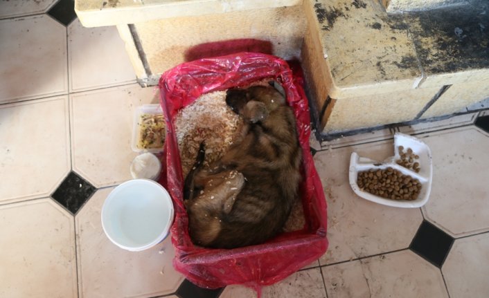 Bolu'da bir iş adamı donmak üzereyken bulduğu yavru köpeği sahiplendi