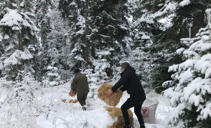 Bolu'da yabani hayvanlar için doğaya yem bırakıldı