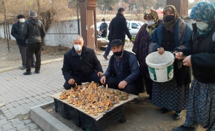 Boyabat'ta ormarlardar toplanan Kanlıca mantarı ilgi görüyor