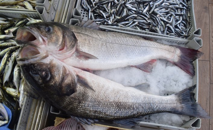 Düzce Akçakoca'da avlanan 3 levrek 2 bin 600 liraya satılacak