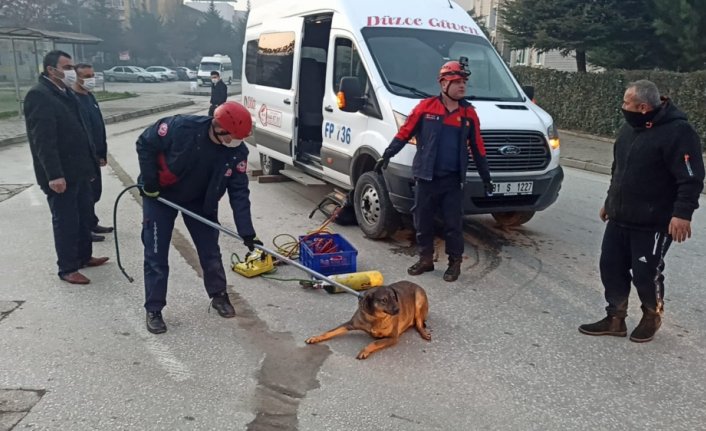 Düzce'de servis minibüsünün altında kalan yaralı köpek kurtarıldı