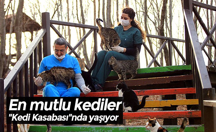 En mutlu kediler "Kedi Kasabası"nda yaşıyor