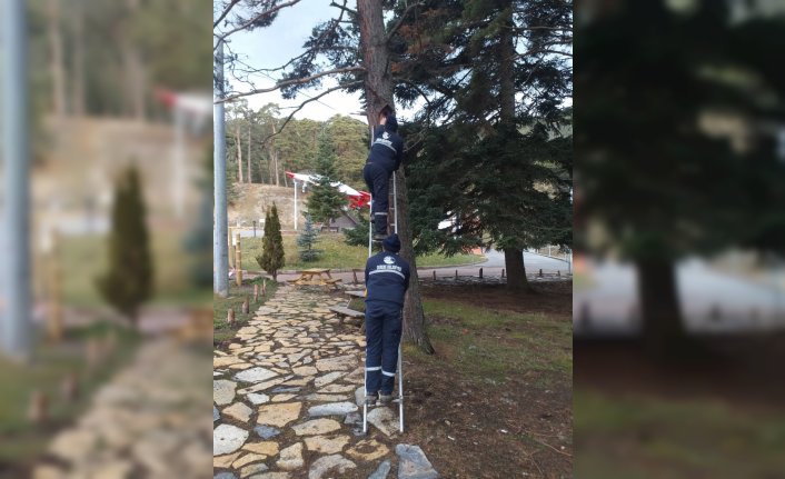 Gerede'da çam ağaçlarına kuş kafesleri yerleştirildi