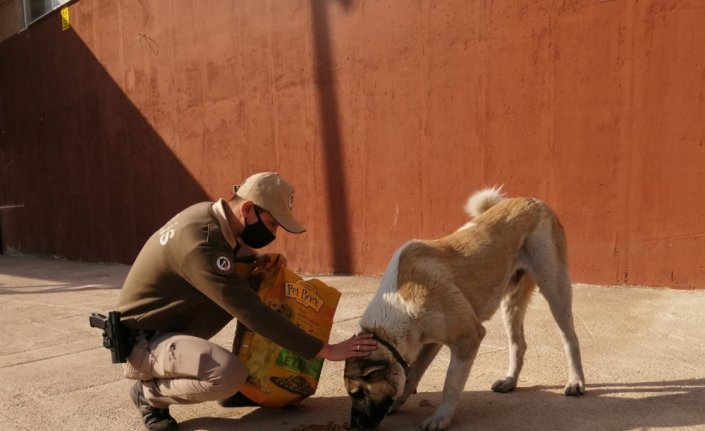 Giresun'da sokak hayvanlarını kısıtlamada polisler besledi