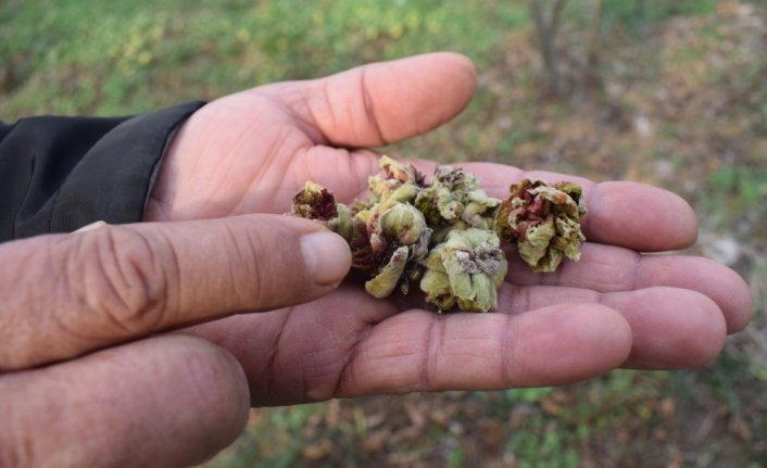 Hava şartları fındık üreticilerini endişelendiriyor