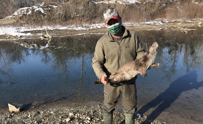 Karabük'te tüfekle vurulmuş su samuru bulundu