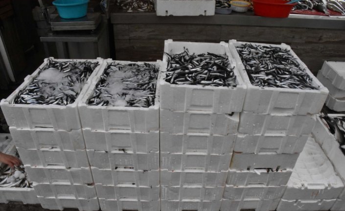 Karadenizli balıkçılar hamsi avının kısmi olarak durdurulmasından memnun