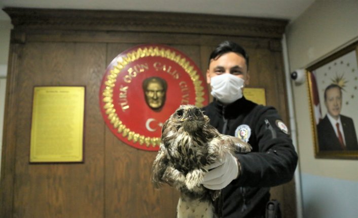 Kastamonu'da yaralı bulunan şahin koruma altına alındı