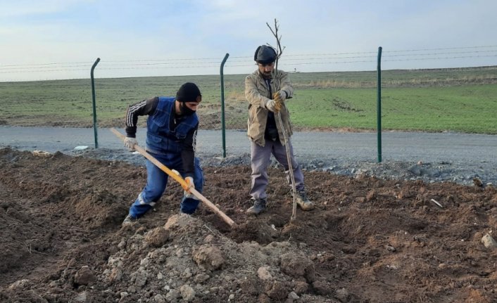 Keçiören Belediyesi 17 dönümlük meyve bahçesi kuruyor