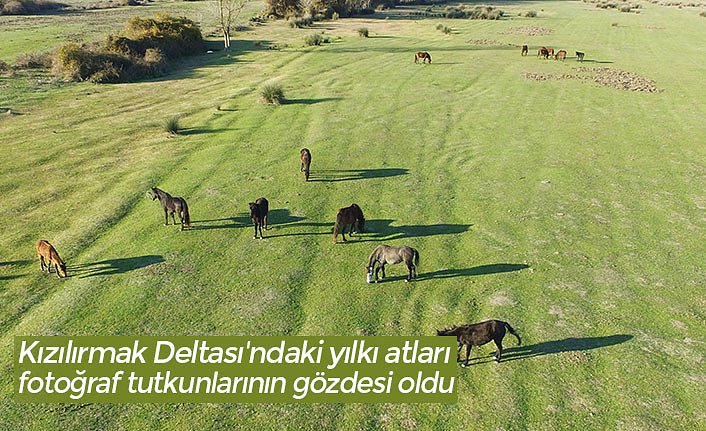 Kızılırmak Deltası'ndaki yılkı atları fotoğraf tutkunlarının gözdesi oldu