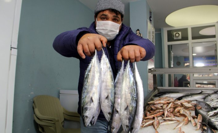 Sezonun son palamutları tezgahları süslüyor