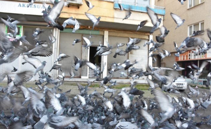 Sokağa çıkma kısıtlamalarında da güvercinleri beslemeyi ihmal etmiyor