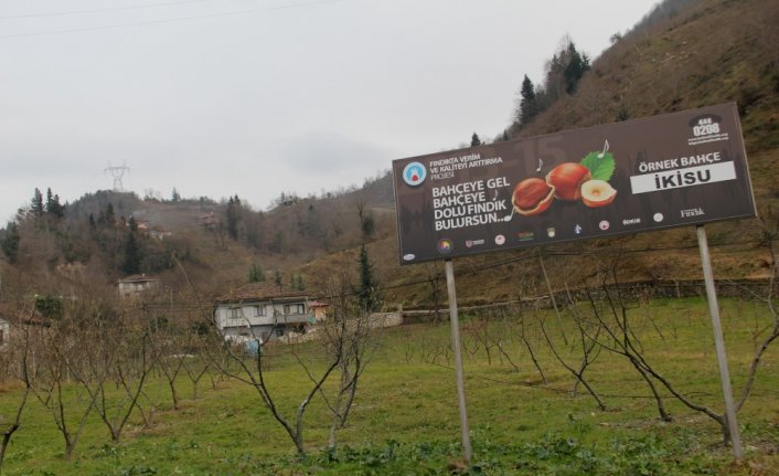 Trabzon'da fındık üreticilerine 20 bin fidan dağıtıldı