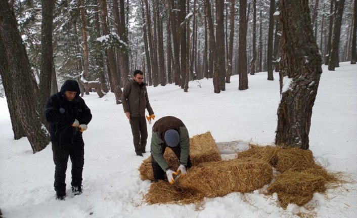 Aladağ Yaylası'nda bir metre karda yaşam mücadelesi veren yabani hayvanlara yem bırakıldı