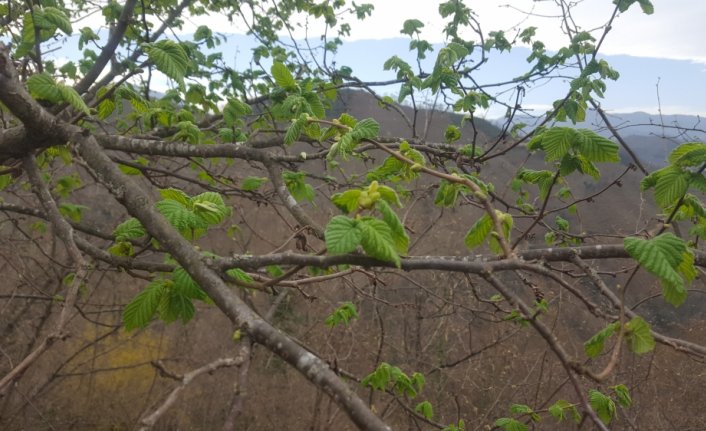 Giresun Ziraat Odasından fındık üreticilerine tarım sigortası çağrısı
