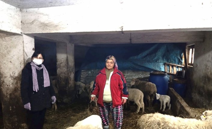 Girişimci kadın İŞKUR'dan aldığı destekle koyun yetiştiriciliğine başladı