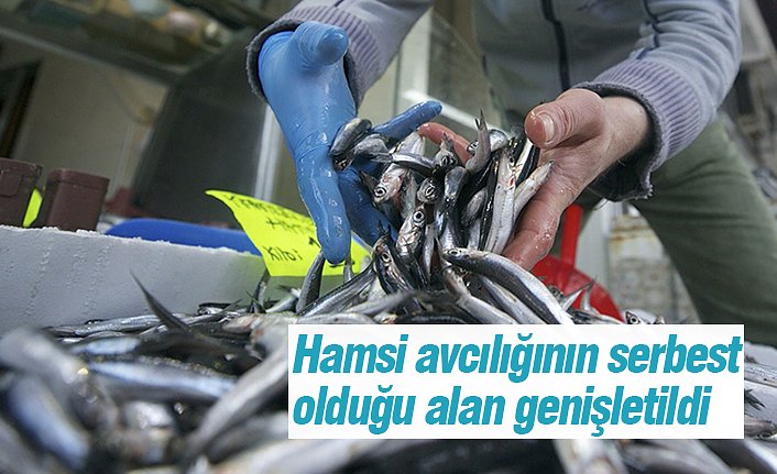 Hamsi avcılığının serbest olduğu alan genişletildi