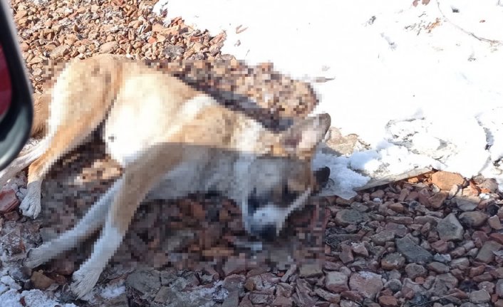 Karabük'te 5 köpek ve bir koyunun ölü bulunmasına ilişkin inceleme başlatıldı