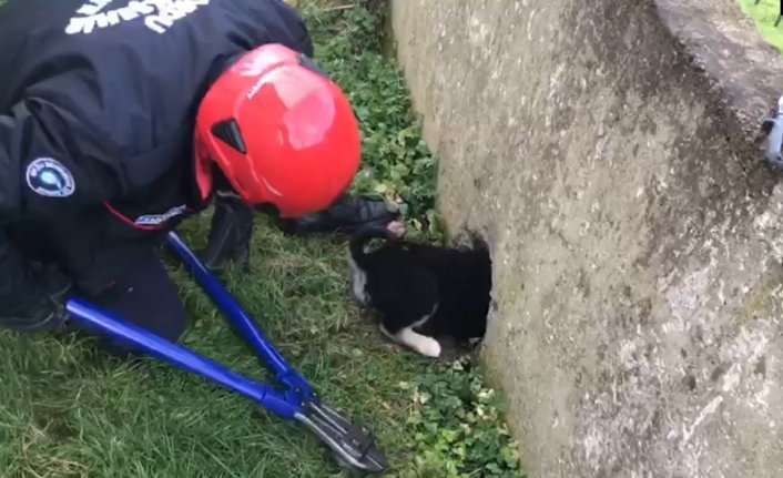 Ordu'da bahçe duvarına sıkışan köpeği itfaiye ekipleri kurtardı