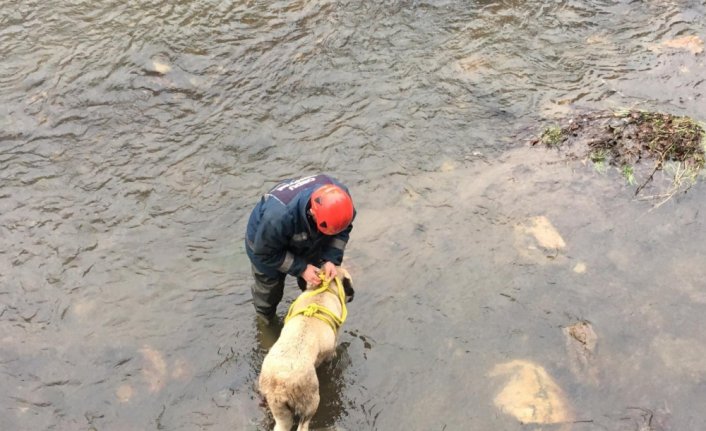 Ordu'da çaya düşen köpeği itfaiye ekipleri kurtardı