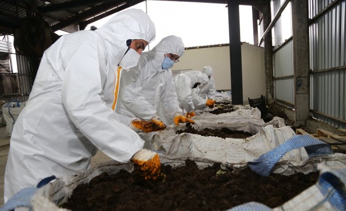 Ordu'da fındık veriminin artırılmasında solucan gübresi kullanılacak