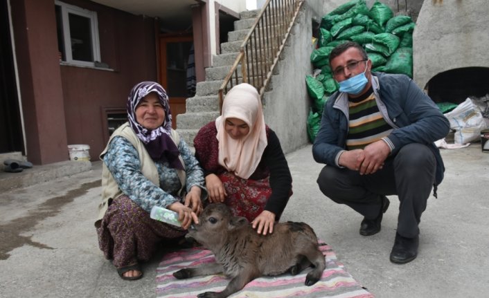 Sinop'ta 10 kilogram doğan cüce buzağıya evde özenli bakım