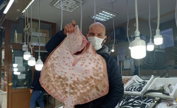 Sinop'ta ağa takılan dev kalkan balığı kilogramı 200 liradan satıldı