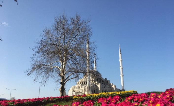 Trabzon Büyükşehir Belediyesinin çiçek ve fidan dikim çalışmaları sürüyor