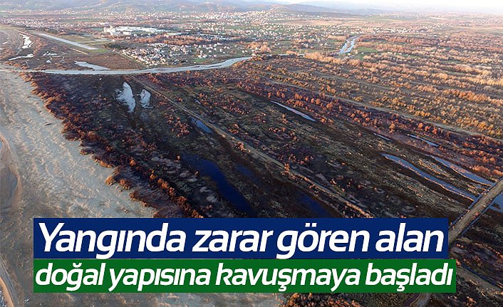 Yangında zarar gören alan doğal yapısına kavuşmaya başladı