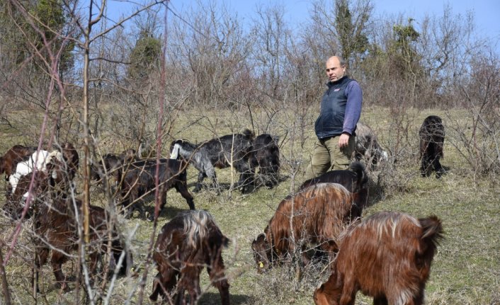 Almanya'daki kariyerini bırakıp köyüne dönen makine mühendisi keçi yetiştiricisi oldu