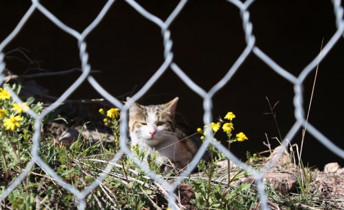 Artvin'de çelik tel örgülerin arasında mahsur kalan kedi kurtarıldı