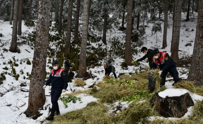 Artvin'de yaban hayatı için doğaya yem bırakıldı