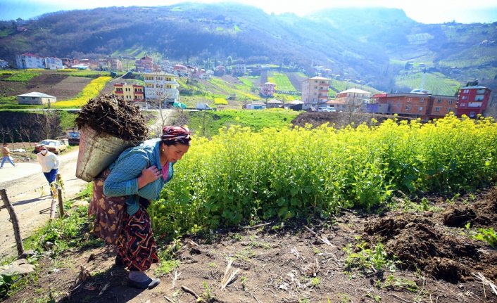 Doğu Karadeniz'de çiftçiler, ilkbaharın gelmesiyle tarlalarında temizliğe başladı