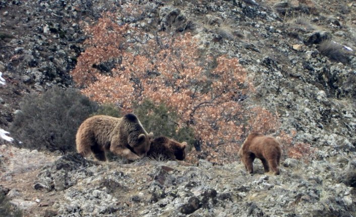 Gümüşhane'de kış uykusundan anne ayı ve 3 yavrusu kameraya yansıdı