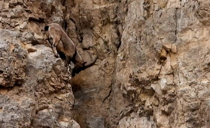 Gümüşhane'de yaban keçilerinin tırmanma hünerleri kameraya yansıdı