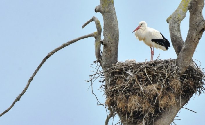 Havaların ısınmasıyla leylekler Kızılırmak Deltası'na dönmeye başladı