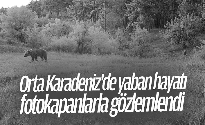 Orta Karadeniz'de yaban hayatı fotokapanlarla gözlemlendi
