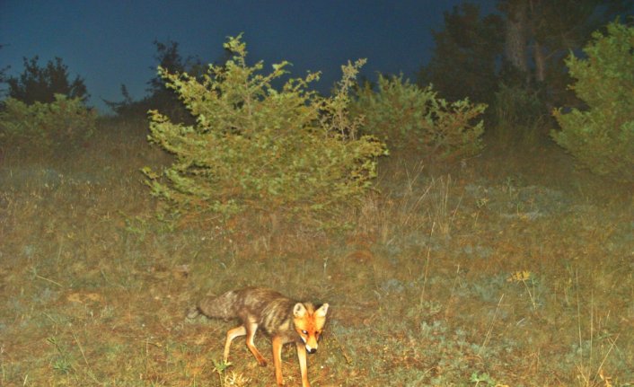 Orta Karadeniz'de yaban hayatı fotokapanlarla gözlemlendi