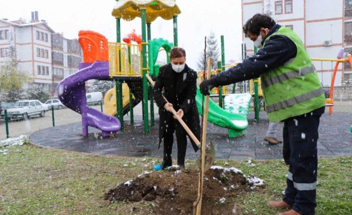 Safranbolu'da parklara meyve ağaçları dikiliyor