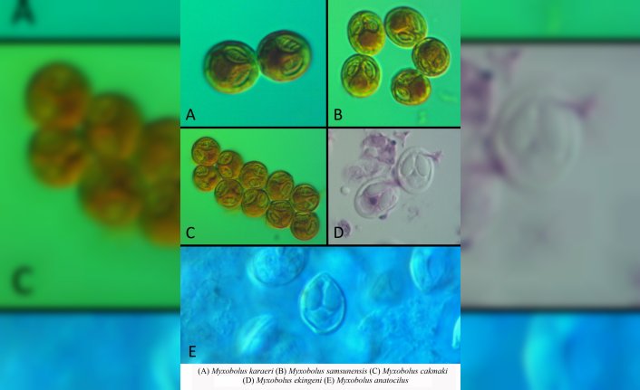 Samsun'daki iç sularda bulunan siraz balığında 5 yeni parazit türü keşfedildi