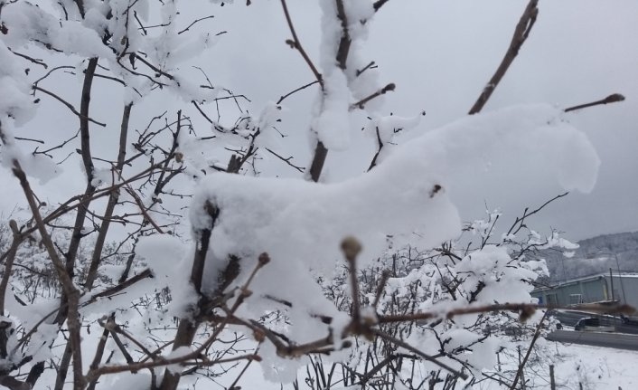 Şubattaki düşük hava sıcaklıklarının fındığı etkileyip etkilemediği araştırılıyor