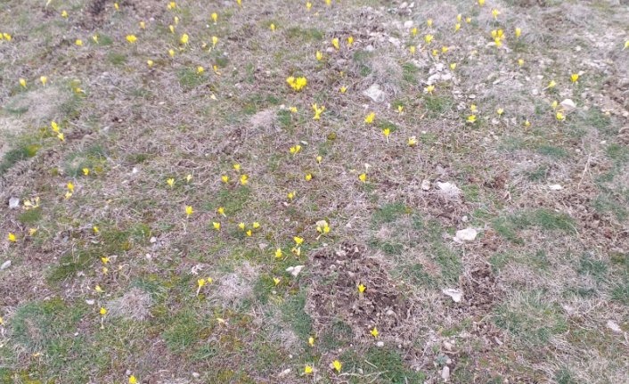 Yeniçağa'da baharın müjdecisi çiğdemler açtı