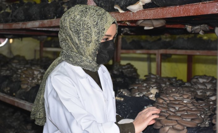 Yıllık 30 ton istiridye mantarı üreten harita mühendisi genç kadın, mesleğini bırakıp üretici oldu