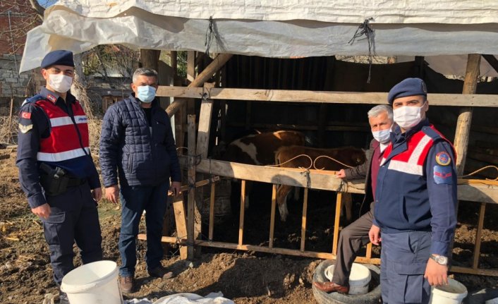 Zonguldak'ta jandarma ekipleri kaybolan 5 ineği drone yardımıyla buldu