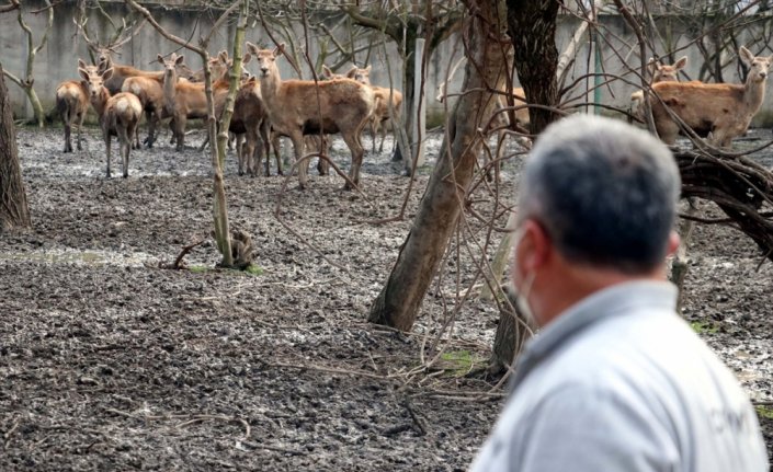 Zonguldak'taki alageyiğin tüfekle vurulmasına ilişkin hayvan bahçesi görevlisi yaşananları anlattı: