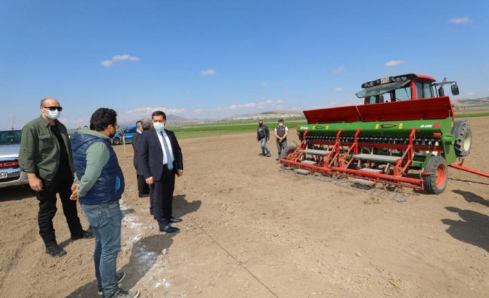 Amasya'da yerli kenevir tohumu 