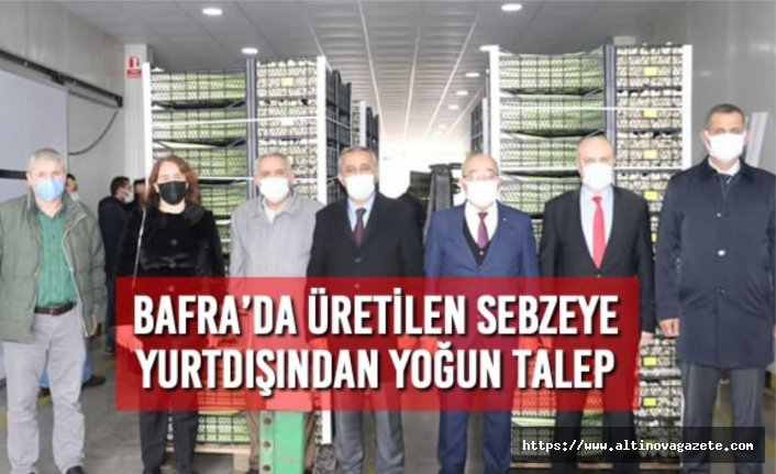 Bafra’da Üretilen Sebzeye Yurtdışından Yoğun Talep