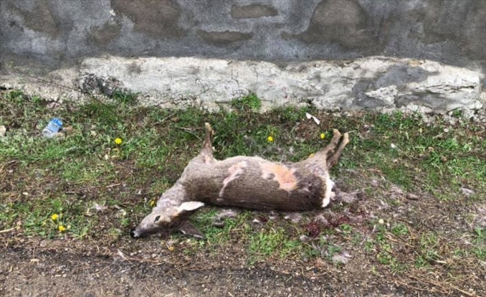 Bartın'da gebe karacayı öldüren kaçak avcının yakalanması için çalışma başlatıldı